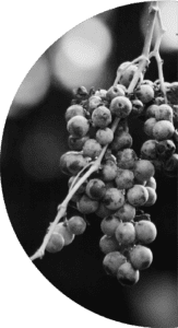 black and white washington grapes from Conner Lee vineyard